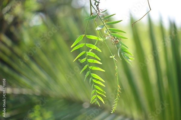 Fototapeta green branch of a tree