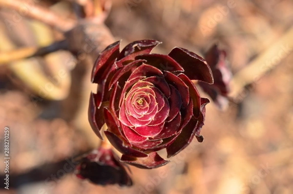 Fototapeta red rose on black background