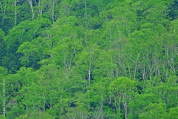 Fototapeta 新緑に包まれた白樺林の情景