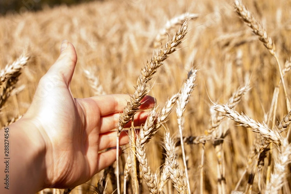 Obraz hand with wheat