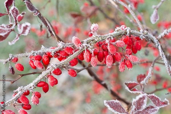 Obraz red berries in the snow