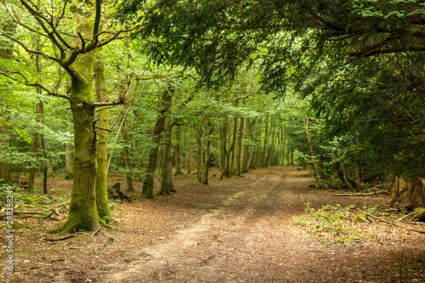 Fototapeta trees in forest