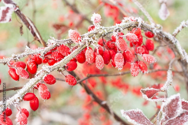 Obraz red berries in winter