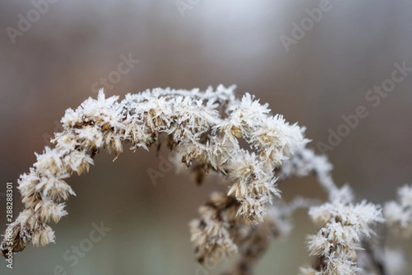 Obraz frost on grass