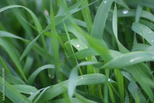Obraz The grass in the dew