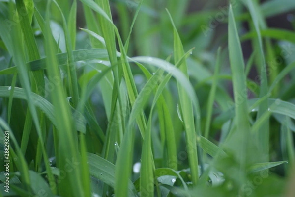 Obraz The grass in the dew