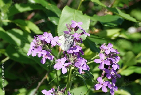 Obraz Butterfly on flowers