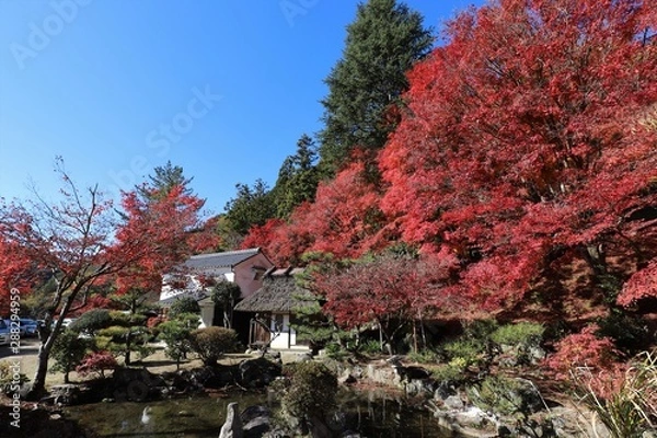 Fototapeta 香嵐渓の紅葉