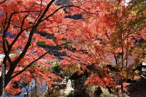 Obraz 香嵐渓の紅葉