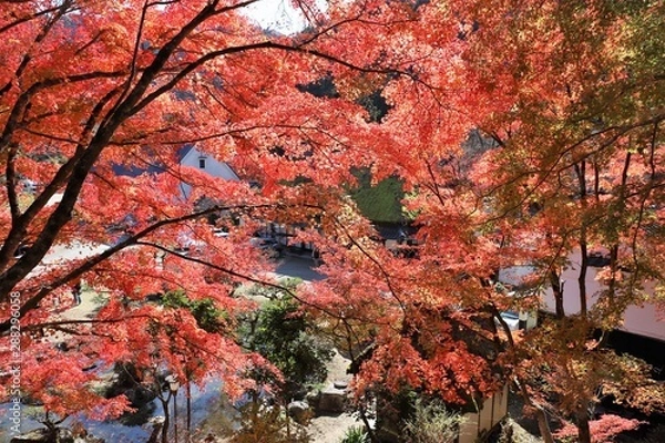 Fototapeta 香嵐渓の紅葉