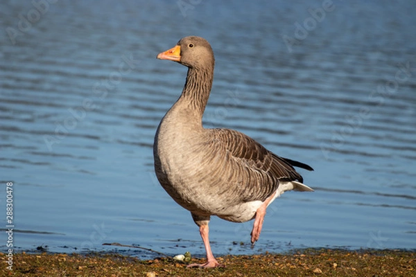 Obraz goose on lake
