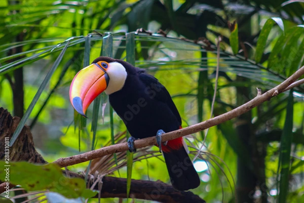 Obraz Portrait Tucan posing on the tree