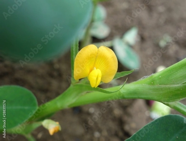 Obraz 落花生の花