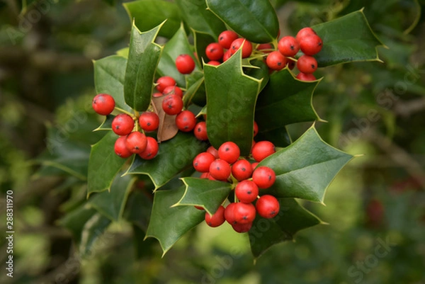 Obraz Decoration of hollies, berries. Freshly cut holly branch as holiday decor with defocused christmas tree and lights in background. Macro with shallow dof.