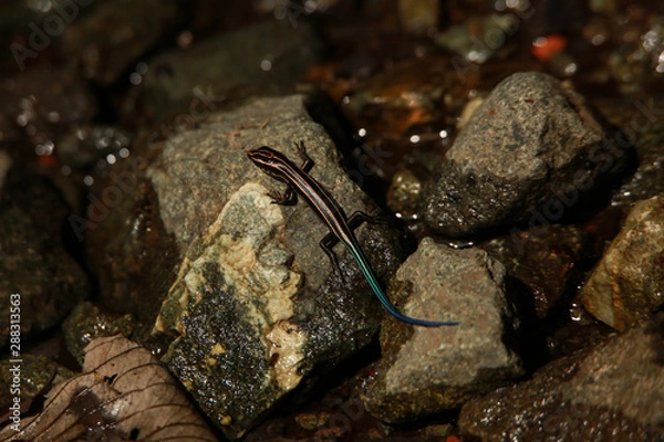 Fototapeta ニホントカゲ