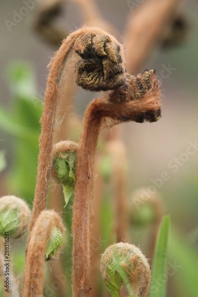 Fototapeta Нежность