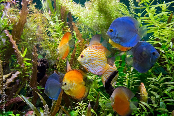Obraz colorful aquarium
