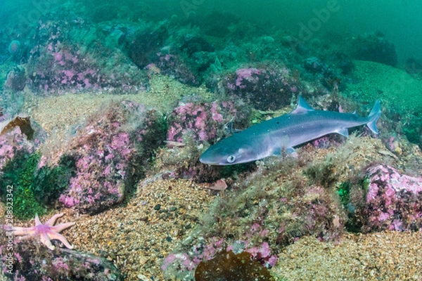 Fototapeta Spiny Dogfish (Squalus acanthias) at the south coast of Norway