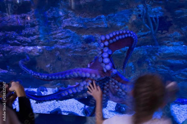 Obraz octopus in aquarium
