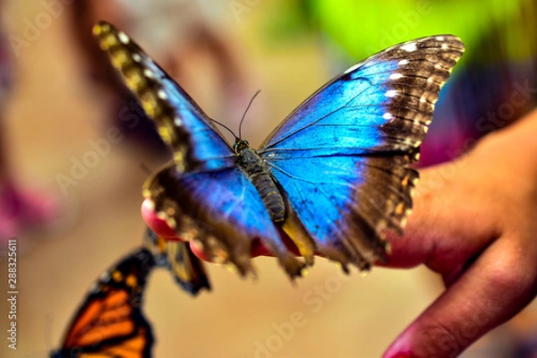 Fototapeta Butterflys in Benalmadena Butterfly park