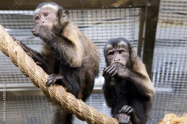 Fototapeta monkey  in the zoo