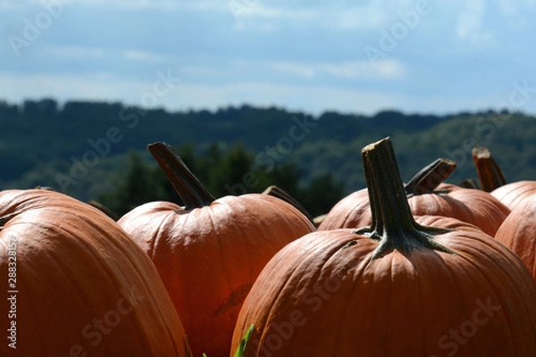 Obraz Pumpkin Patch