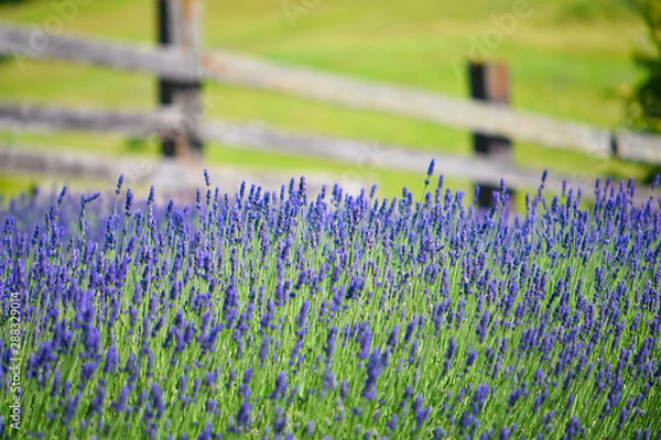 Fototapeta Lavender Field