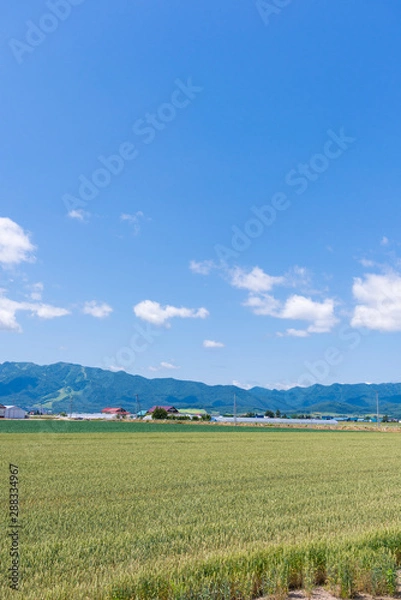 Fototapeta 北海道富良野 穀倉地帯を行く