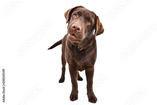 Obraz Curious Labrador puppy standing isolated on a white background