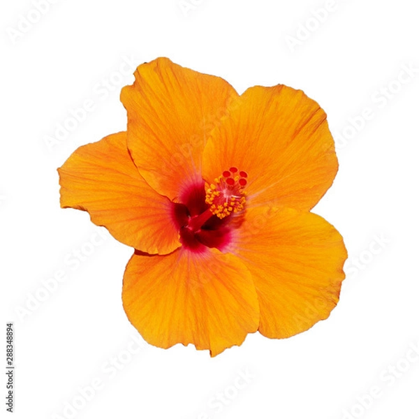 Fototapeta photo with flowers Isolated from a white background.
