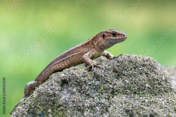 Obraz a Viviparous lizard - Zootoca vivipara