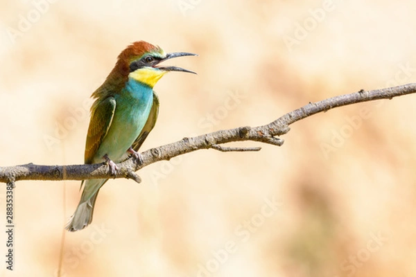 Obraz Bienenfresser #01