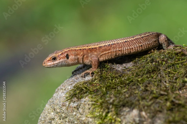 Obraz a Viviparous lizard - Zootoca vivipara