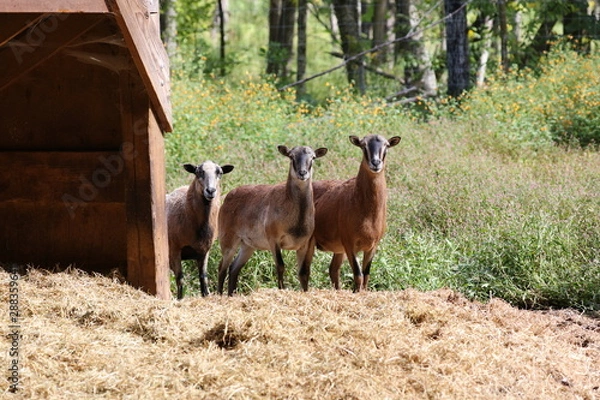 Obraz Mouflon native animal of Corcica