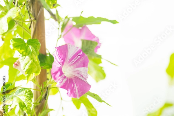 Fototapeta 満開のアサガオ