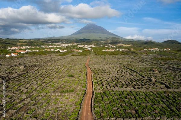 Fototapeta Aerial image showing typical vineyard culture (viticulture) landscape of Pico Island at Criação Velha and Candelária, Madalena.
