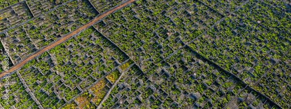 Fototapeta Zdjęcie lotnicze przedstawiające typowy krajobraz winnic (uprawa winorośli) wyspy Pico w Criação Velha i Candelária, Madalena.