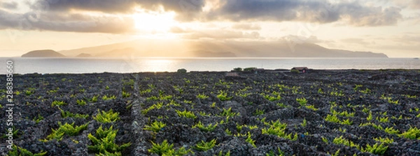 Fototapeta Aerial image showing typical vineyard culture (viticulture) landscape of Pico Island at Criação Velha and Candelária, Madalena.