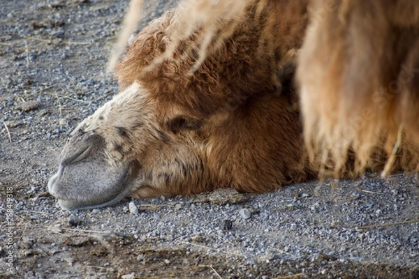 Obraz Camel laying its head down on a hot day