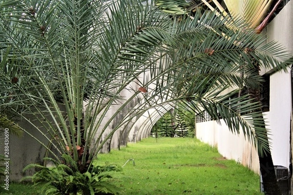 Obraz palm trees in park