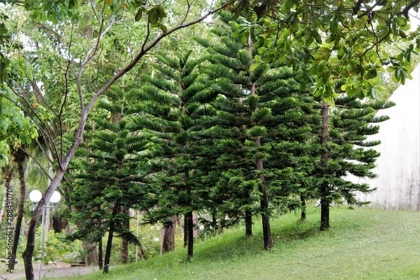 Obraz apple orchard in spring