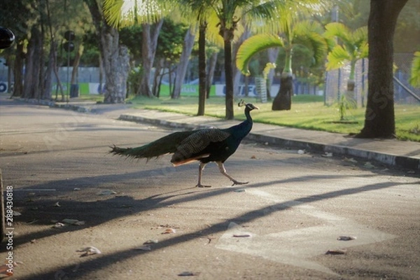 Obraz bird in the park