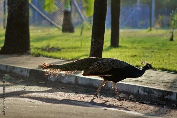 Obraz pigeons in cage