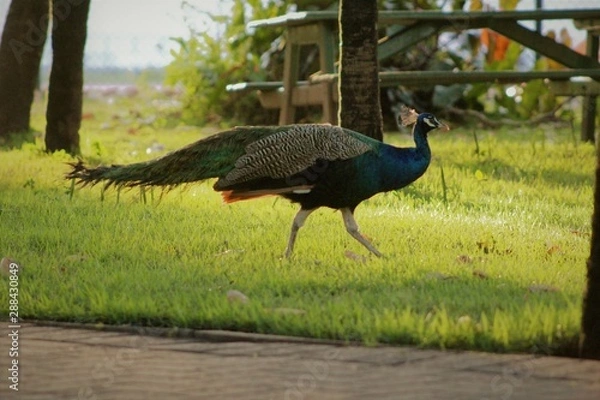Obraz peacock in park