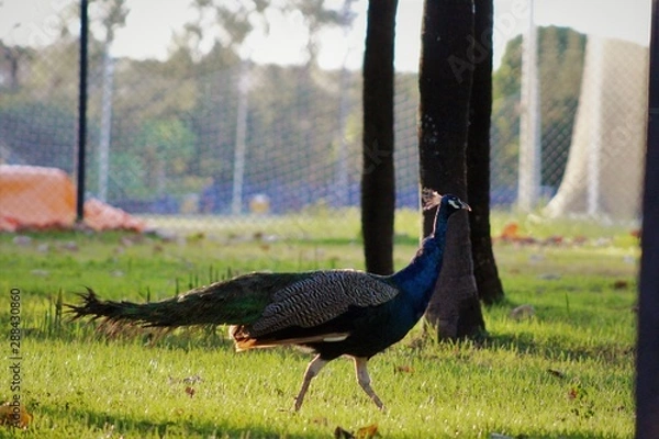 Obraz peacock in park