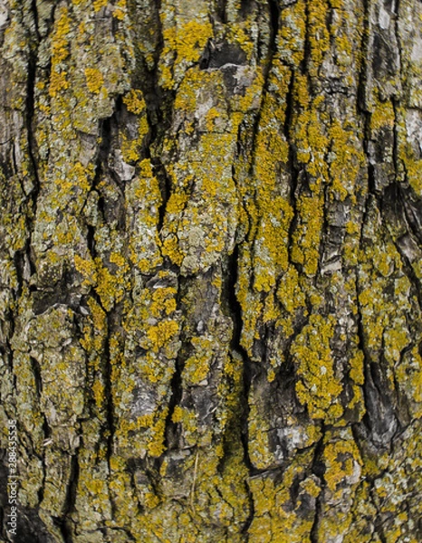 Obraz colorful mossy tree