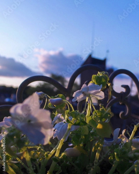 Obraz colorful flowers