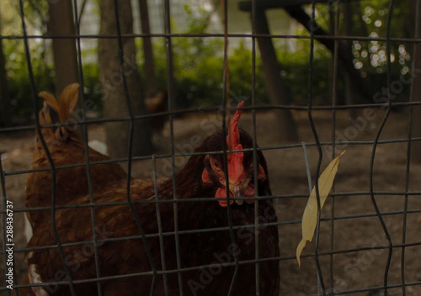 Obraz Curious chicken