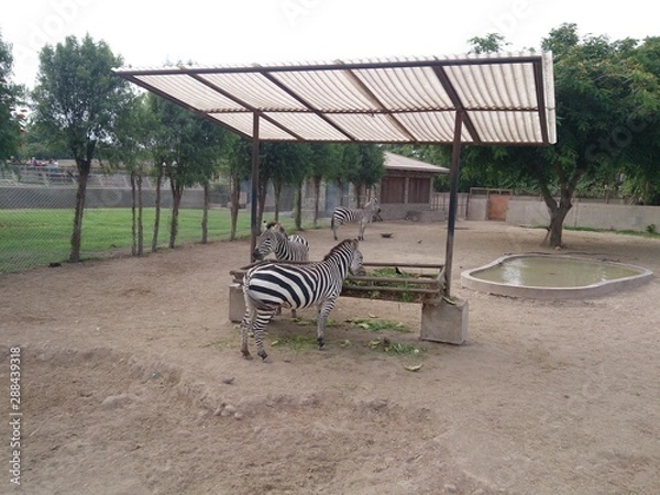 Obraz zebra