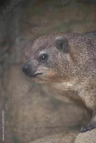 Fototapeta ケープハイラックス